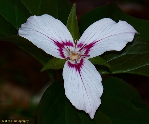 {Trillium undulatum}